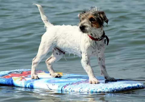 Iată-l pe Ted, câinele care face surf!