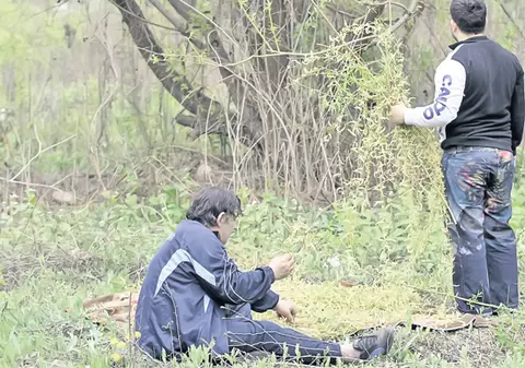 Uite cum se fac bani din sălcii