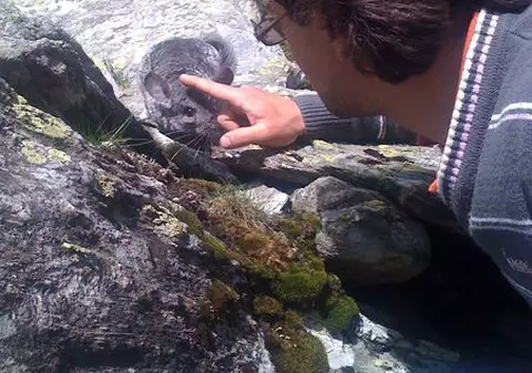 Foto | Dan Chiriac a eliberat o mie de chinchilla în munţii României