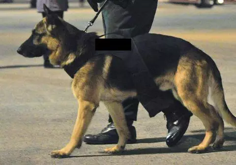 Un câine polițist de la Frontiera Rădăuți Prut a fost omorât de un contrabandist