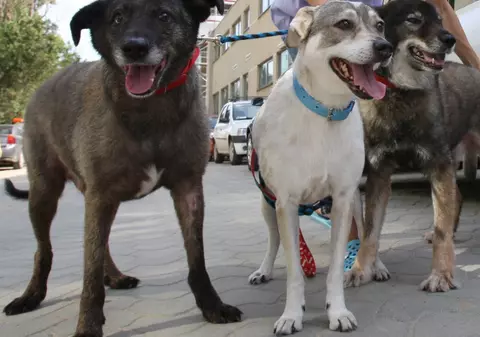 Maidanezii fac spectacol de Ziua Mondială a Animalelor fără Stăpân