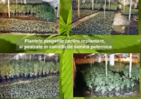 Turc, cultivator de cannabis, extrădat în România