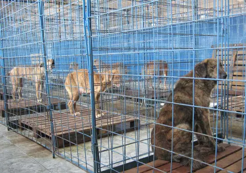 Primăria sectorului 2 va construi un adăpost pentru câini în judeţul Dâmboviţa