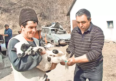 În loc să sacrifice animalele pentru Paşti, unii crescători de oi păstrează mieii pentru arabi
