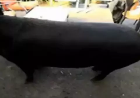Video | Un porc de 132 de kilograme doarme pe canapea, la tv