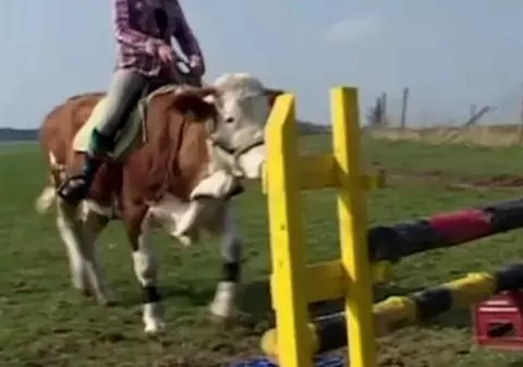Video amuzant | O vacă se crede cal și sare obstacole