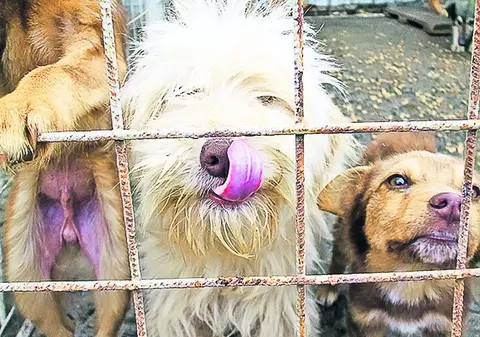 230 de căţeluşi şi-au găsit sfârşitul, ieri, în padocul Primăriei Botoşani