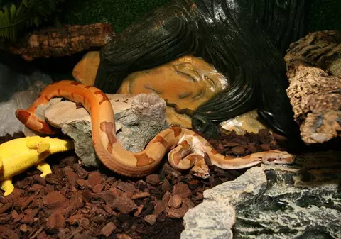 Foto | "Balaurii" cu două capete există!