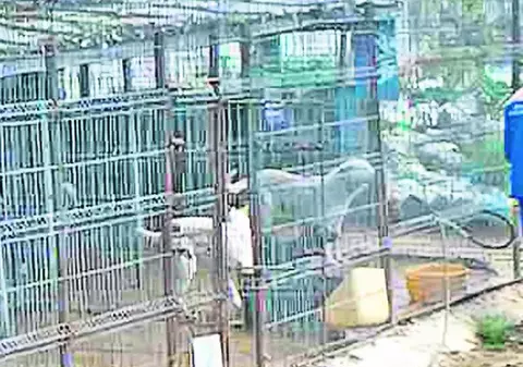 Trei căţei au scăpat din masacrul de la Botoşani!