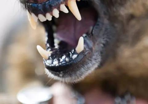 O bătrână din Vâlcea a murit sfâşiată de un câine dintr-o rasă agresivă