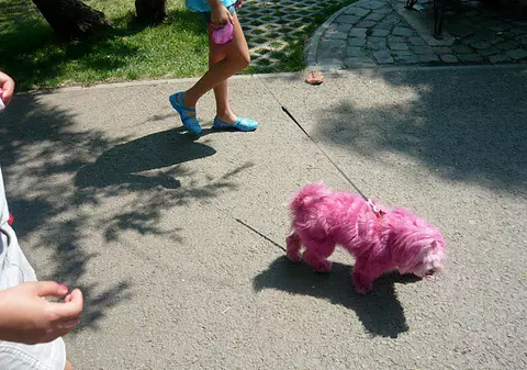 O bucureşteancă şi-a vopsit căţelul...roz!