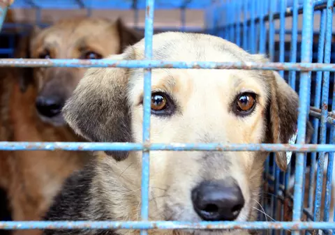 Masacru la un adăpost de câini din Botoșani: peste 200 de animale ucise