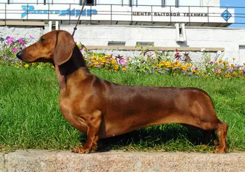 Doi bărbați se judecă pentru custodia unui ”șoricar”