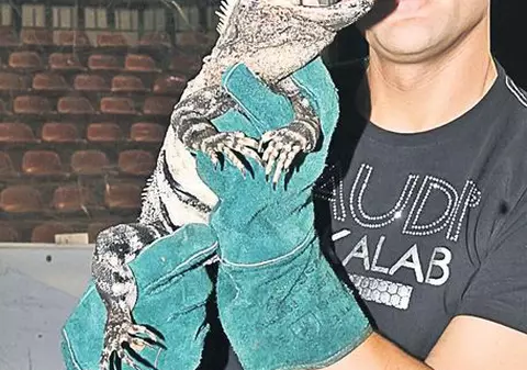 Șopârla evadată s-a întors la stăpânul ei