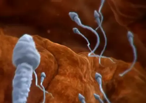 Studiu: Fumatul de marijuana face spermatozoizii mai leneși și provoacă infertilitate