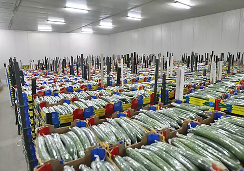 FOTO | Castraveţii, refuzaţi la export. Agricultorii români pierd 100.000 € pe zi