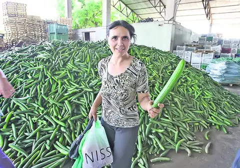 Deznodământ dezastruos pentru fermierii noştri afectaţi de bacteria E.coli: Castraveţii româneşti, la groapa de gunoi!