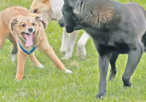 De frică să nu piardă voturi, parlamentarii tot amână soarta maidanezilor