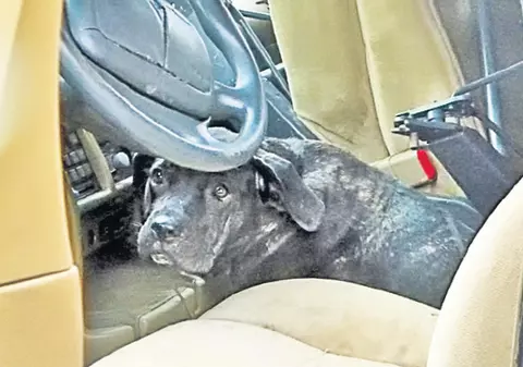 VIDEO | Au ţinut un câine închis patru zile în maşină