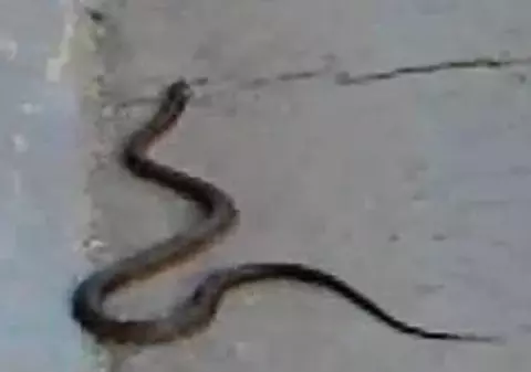 Doi copii au ajuns la spital după ce au fost muşcaţi de şarpe