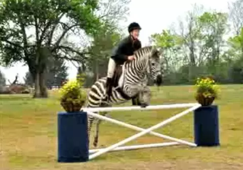 Video | Foloseşte pe post de cal… o zebră