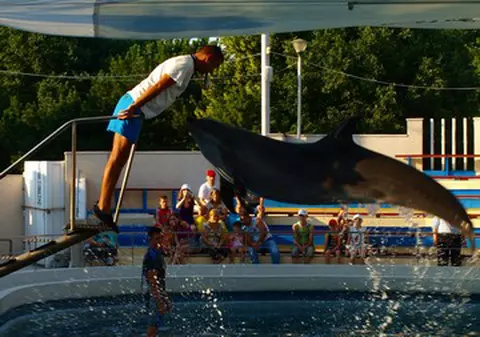 Video & Foto | Câte trucuri au învăţat delfinii!