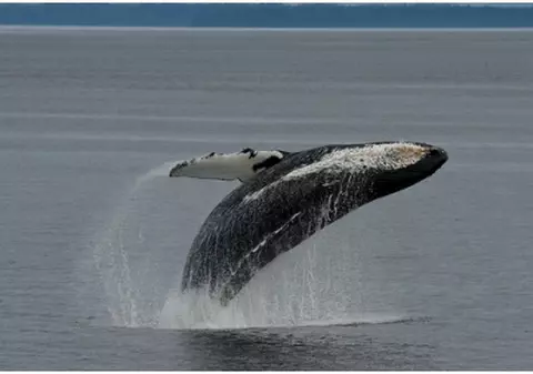 Hărţuirea balenierelor japoneze este o tactică ineficientă