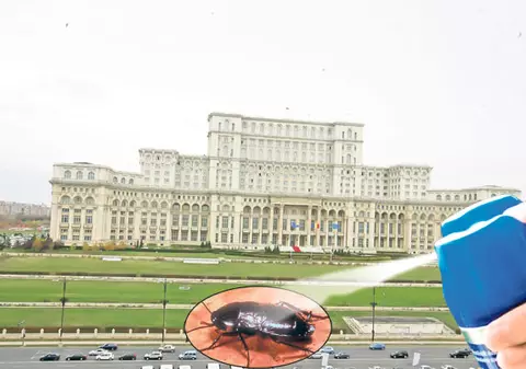 Autorităţile de la Bucureşti curăţă Parlamentul de gândaci pentru oaspeţii NATO