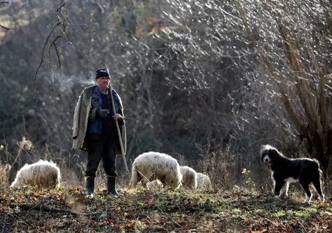 Un copil care a plecat cu oile la păscut nu a mai fost văzut de 3 zile