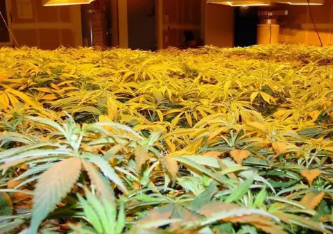 Nu o să credeţi! La 94 de ani, o bătrânică din Mexic a fost arestată pentru trafic de droguri