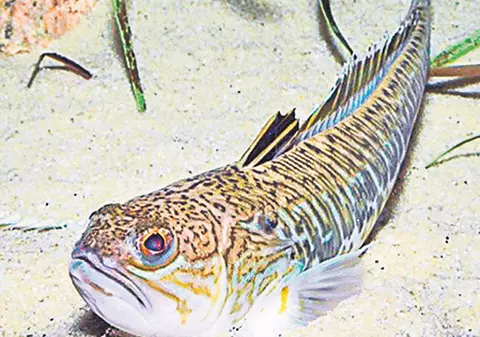 Uite ce pericole sunt pe litoral