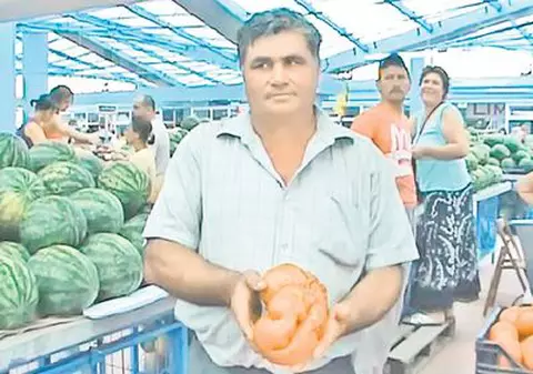 Iată roșia cât pepenele!