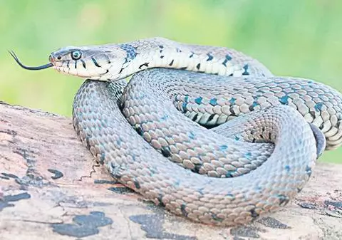 Un şarpe de jumătate de metru a fost prins în curtea unei grădiniţe din Piteşti
