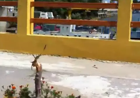 Video | Tinerii din TDL Giurgiu s-au transformat în vandali după ce au băut