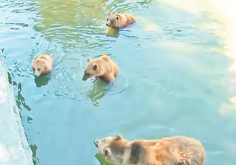I-a toropit căldura! Zilele caniculare i-au afectat pe urșii de la ZOO şi pe bolnavii din spitale