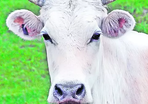 Vacă salvată de la moarte de Facebook