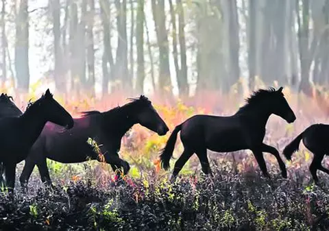 Animalele salvate din drumul spre abator, mutate, ieri, în Pădurea Letea