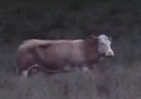 Video | Isterie în două țări! 10.000 € pentru cine o găseşte pe văcuţa Yvonne!