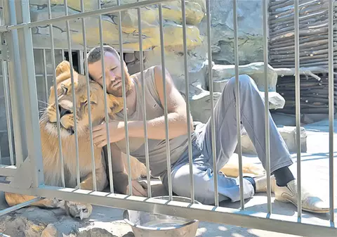 Doarme 35 de zilecu leii în cușcă