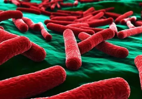Americanii scot combustibil ieftin din bacteria ucişaşă E.coli !
