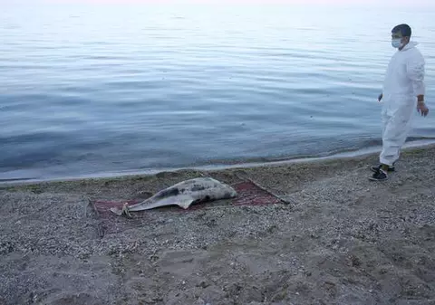 Delfini, găsiţi morţi în largul mării 