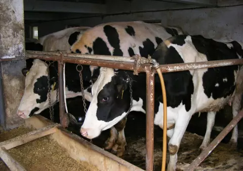 Un grajd din Hunedoara cu 60 de animale a ars din cauza unui trăsnet