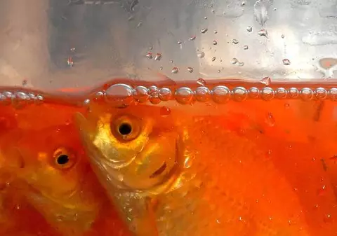 300 de caraşi cresc în fântâna arteziană din Piteşti