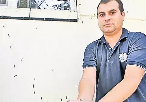 Alarmă: omizile au invadat Bucureștiul!