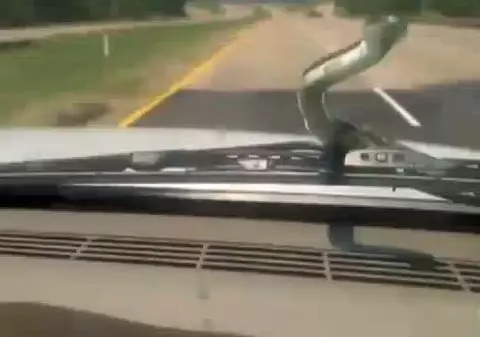 Video | Îngrozitor! A condus cu un șarpe pe parbriz, blocat în ștergătoare