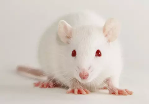 Foto | Uite cum arată animalele albinoase!
