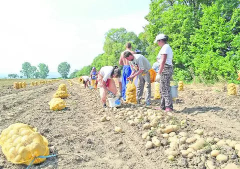 Specialiştii în agricultură spun că avem culturi-record, însă sunt obţinute cu prea mulţi bani