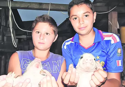 Să vezi şi să nu crezi! Purceluşii ăştia au degeţele în loc de copite