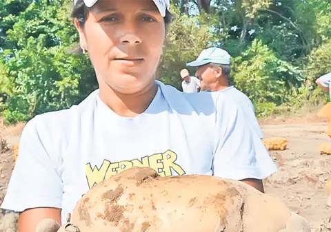 Agricultorii din Braşov se laudă cu recolte-record de cartofi