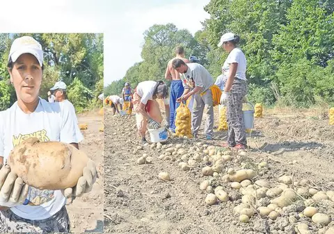 Agricultorii din Braşov se laudă cu recolte-record: Uite ce cartofi uriași avem!